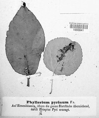 Phyllerium pyrinum image